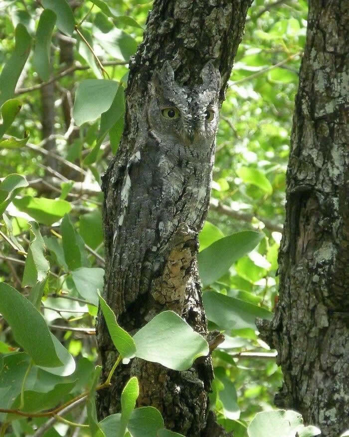 Funny Photos of Perfect Camouflage
