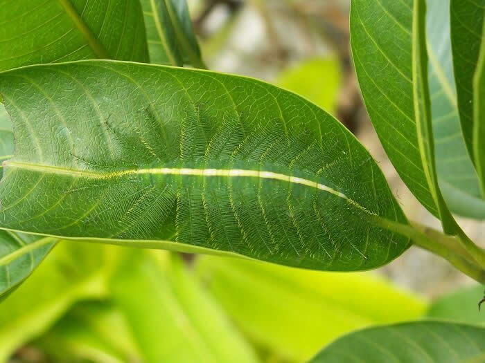 Funny Photos of Perfect Camouflage