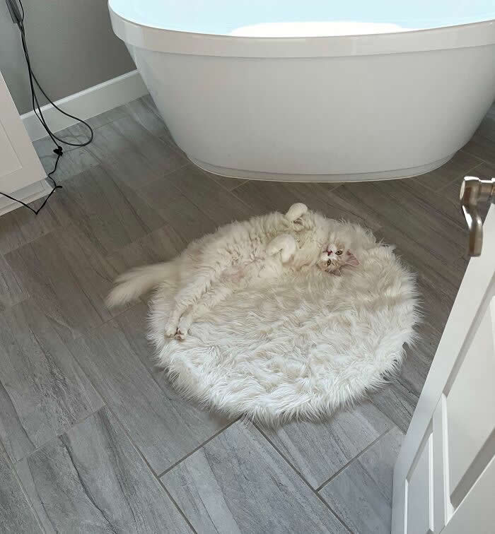 Funny Photos of Perfect Camouflage