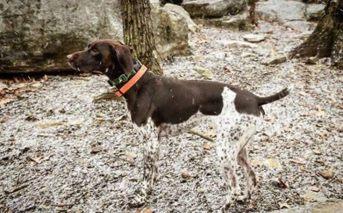 Funny Photos of Perfect Camouflage