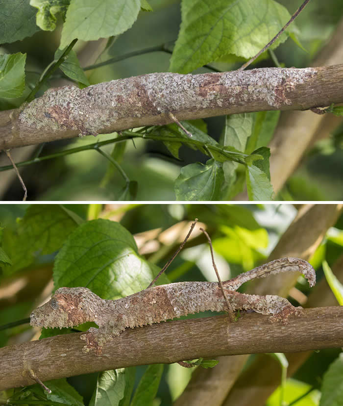 Funny Photos of Perfect Camouflage