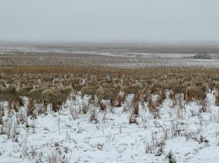 Funny Photos of Perfect Camouflage