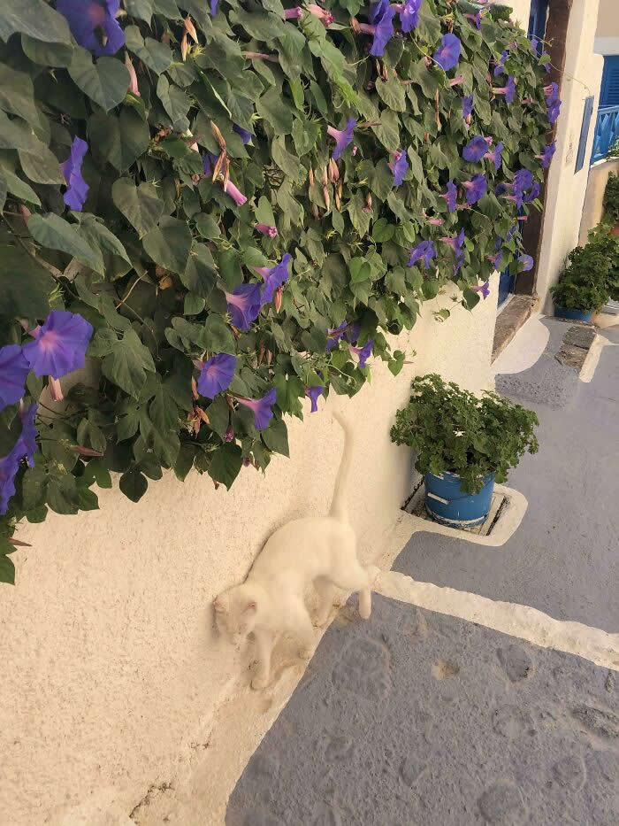 Funny Photos of Perfect Camouflage