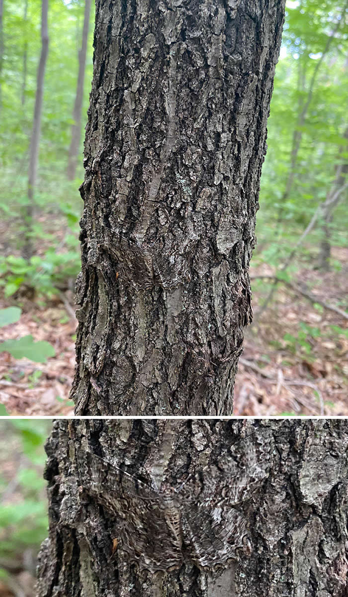 Funny Photos of Perfect Camouflage