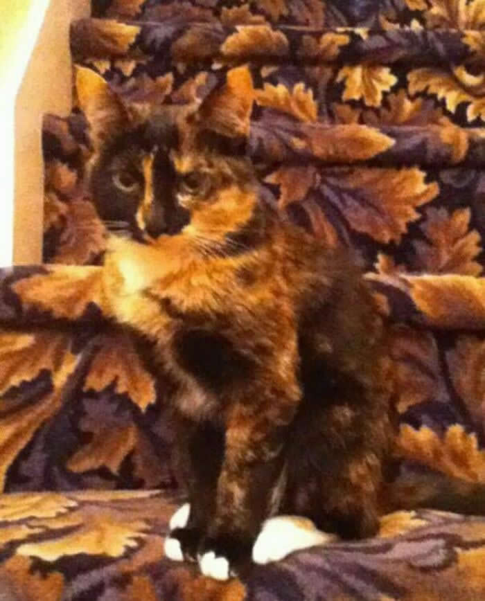 Funny Photos of Perfect Camouflage
