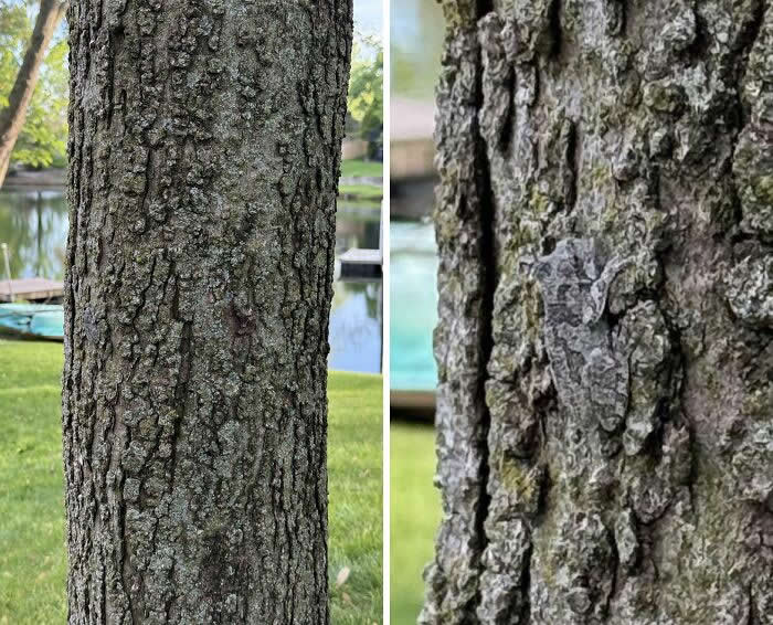 Funny Photos of Perfect Camouflage