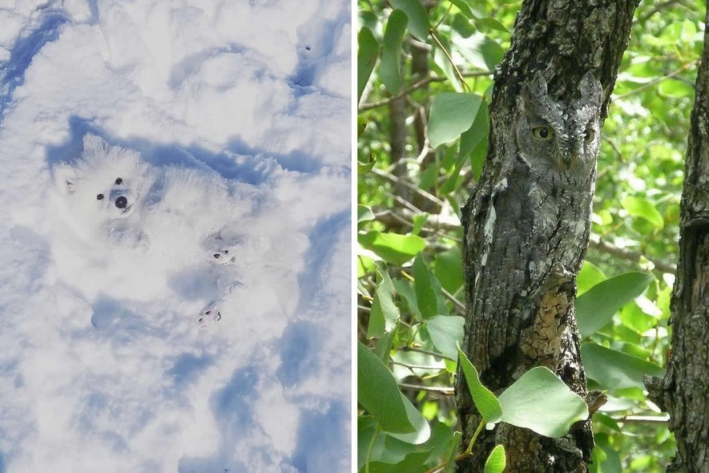 Funny Photos of Perfect Camouflage