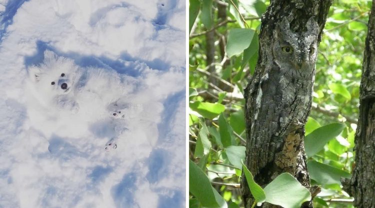 Funny Photos of Perfect Camouflage