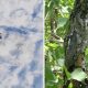 Funny Photos of Perfect Camouflage