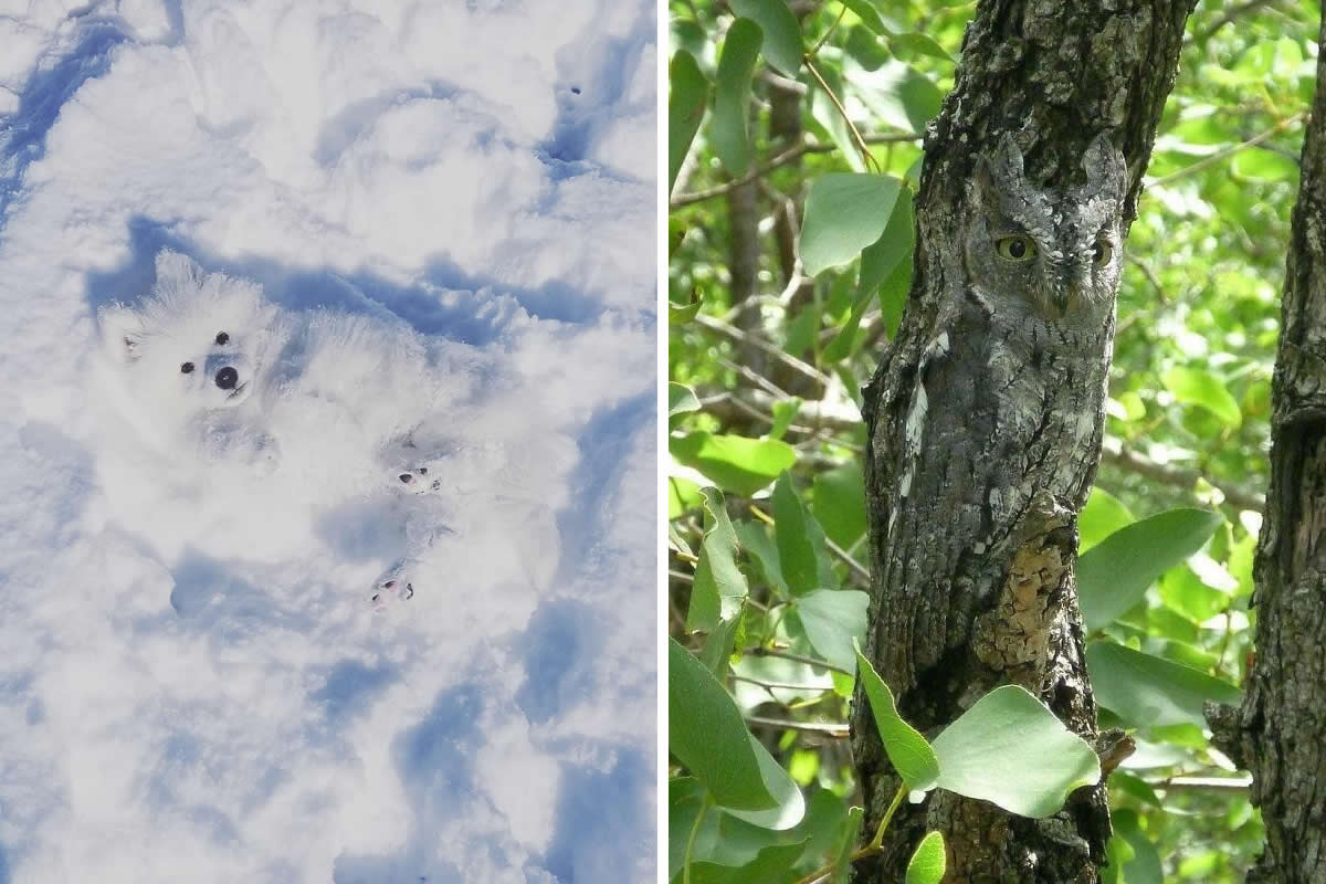 20 Funny Photos of Perfect Camouflage You’ll Need a Second Look to Spot