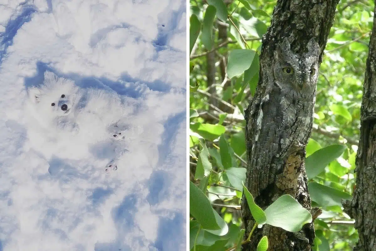 20 Funny Photos of Perfect Camouflage You’ll Need a Second Look to Spot 21 Funny Photos of Perfect Camouflage