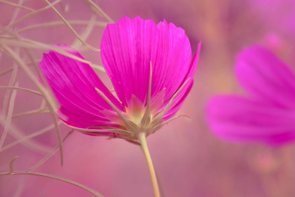 Gurushots Spring Snapshots Photo Challenge Winners