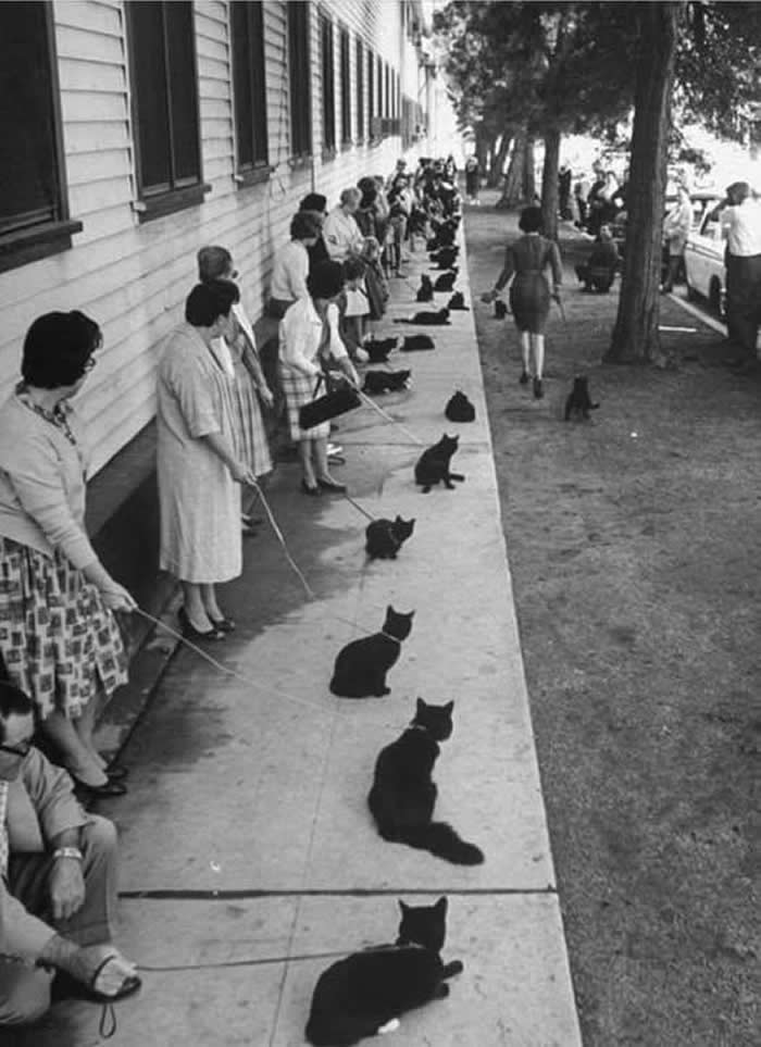 Auditions for the part of the black cat in Tales of Terror (1961)