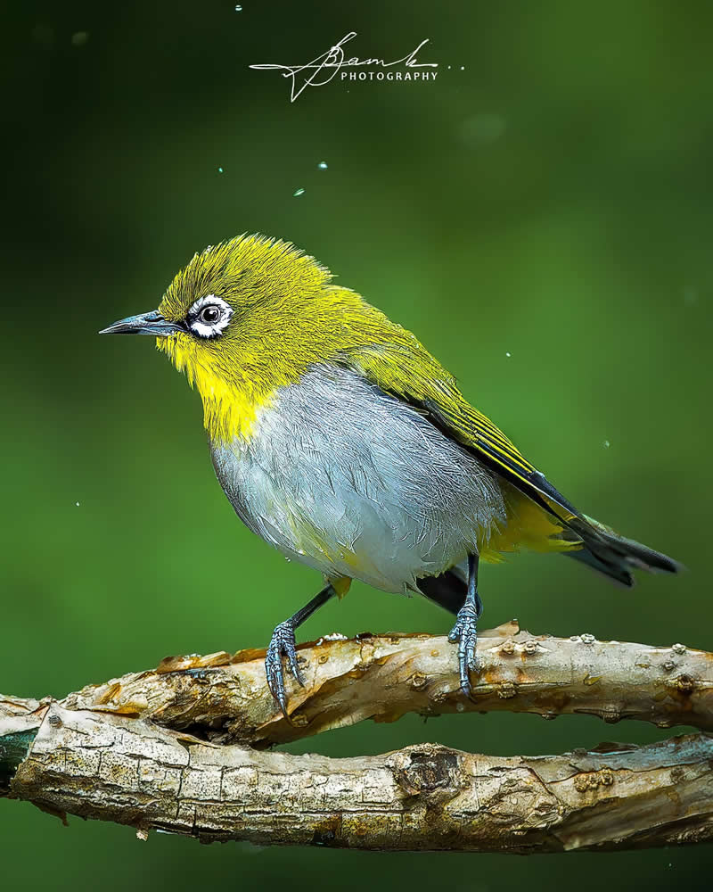Indian Bird Photography by Biswajit Basak
