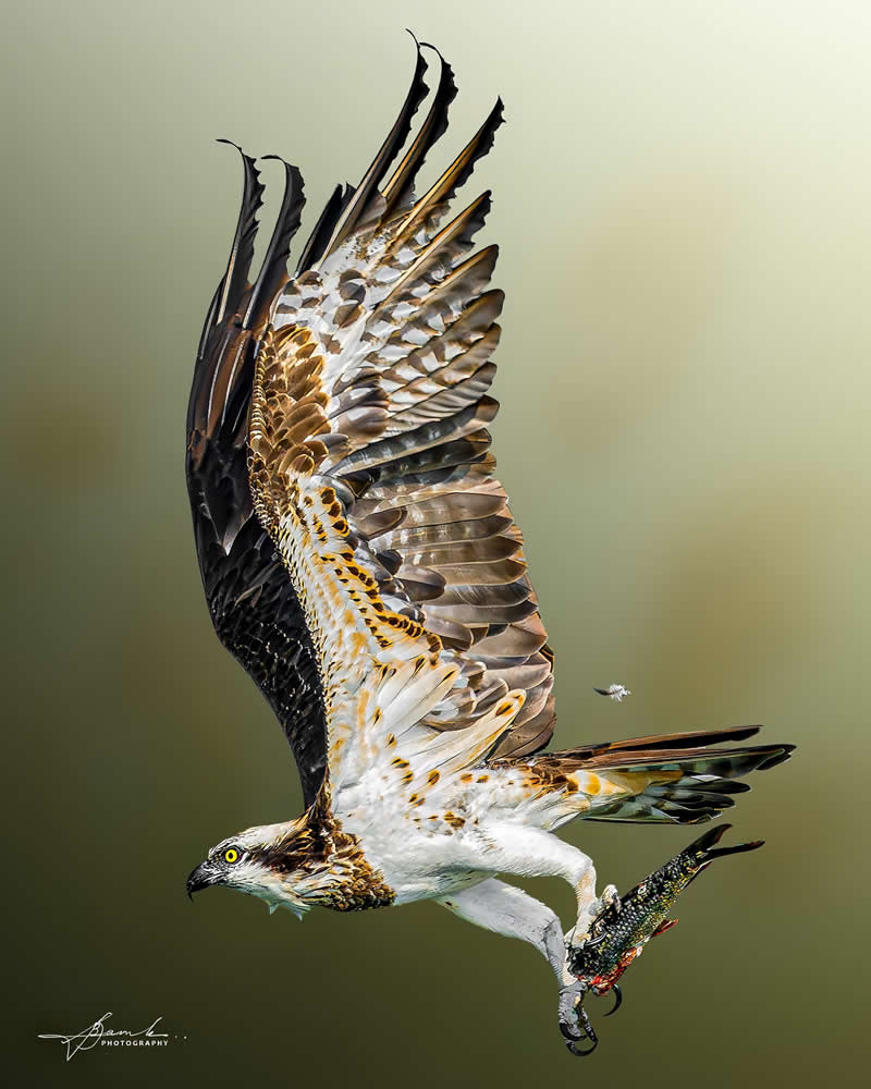 Indian Bird Photography by Biswajit Basak