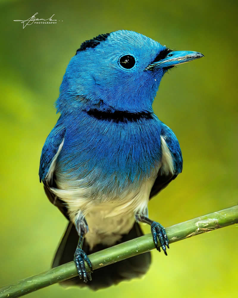 Indian Bird Photography by Biswajit Basak