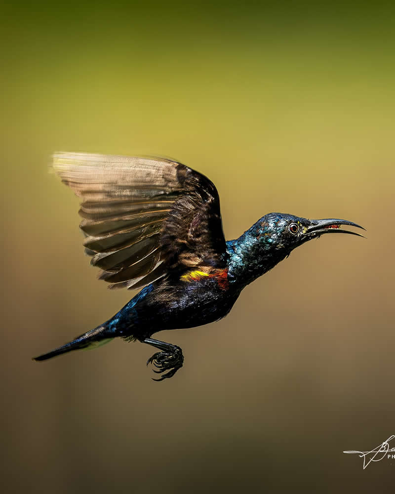 Indian Bird Photography by Biswajit Basak