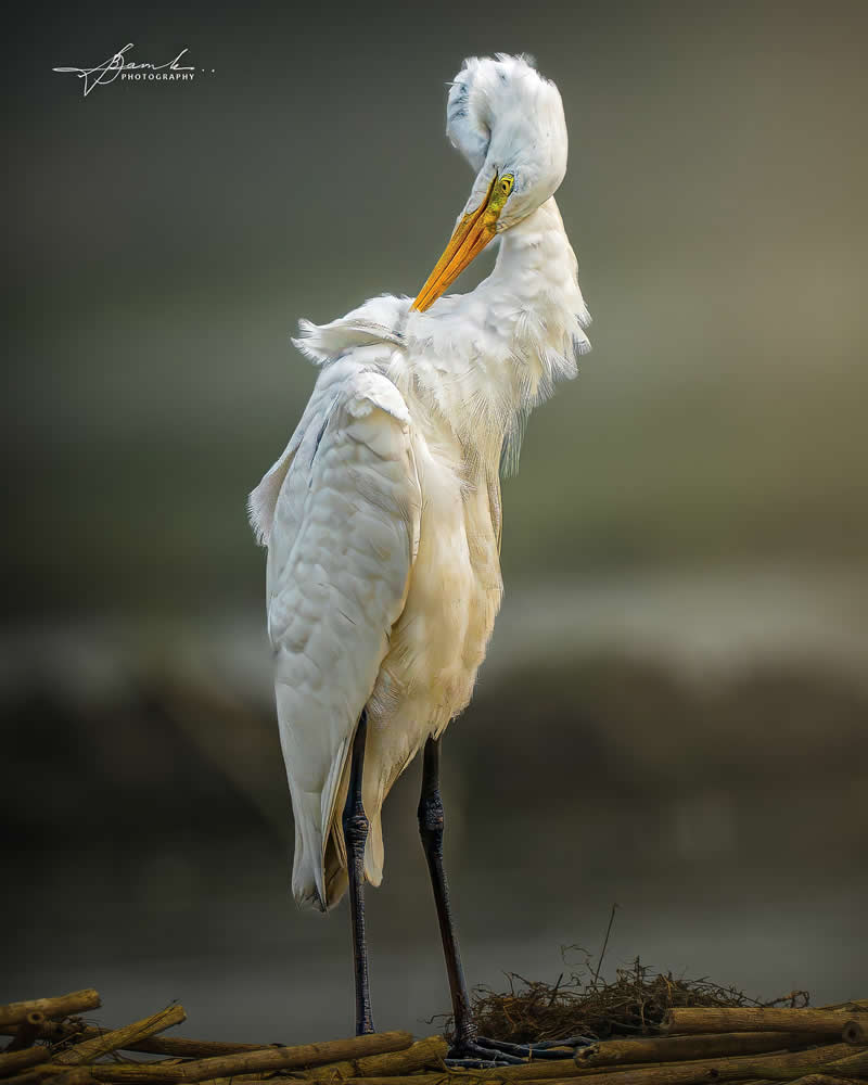 Indian Bird Photography by Biswajit Basak