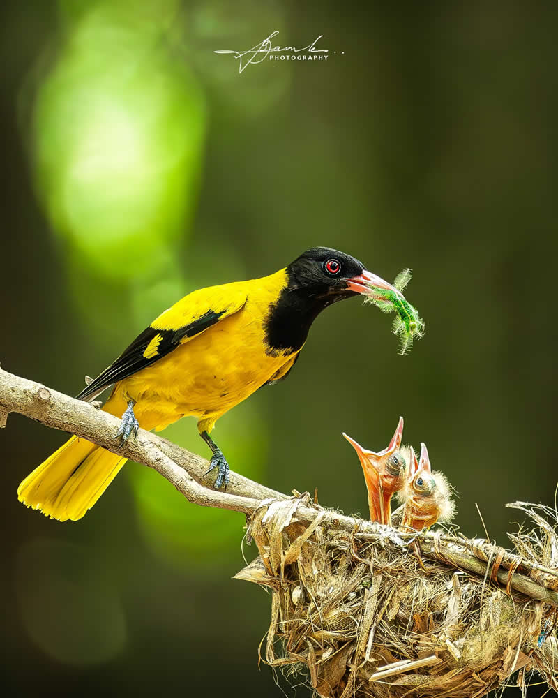 Indian Bird Photography by Biswajit Basak