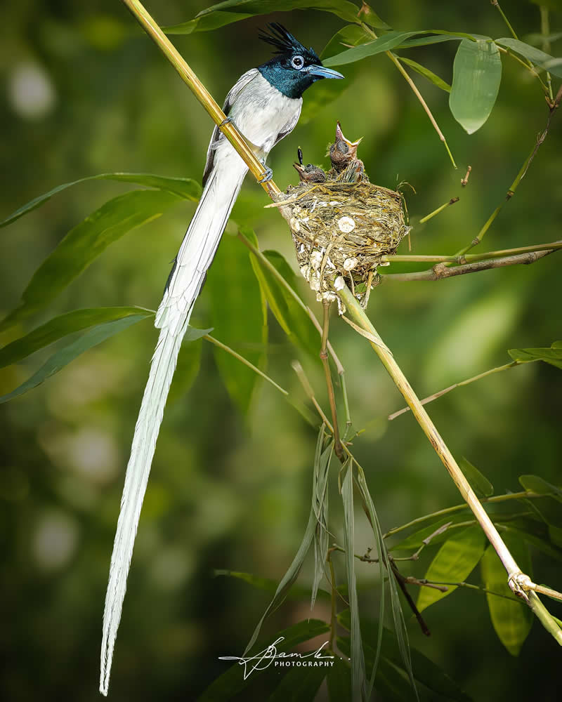 Indian Bird Photography by Biswajit Basak