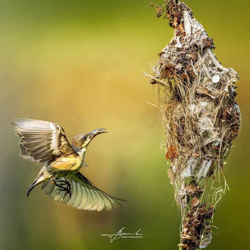 Indian Bird Photography by Biswajit Basak