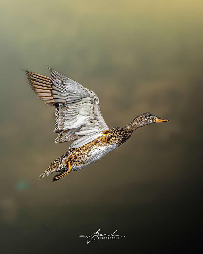 Indian Bird Photography by Biswajit Basak