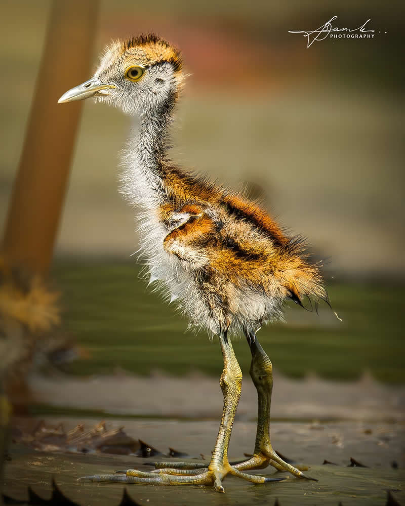 Indian Bird Photography by Biswajit Basak
