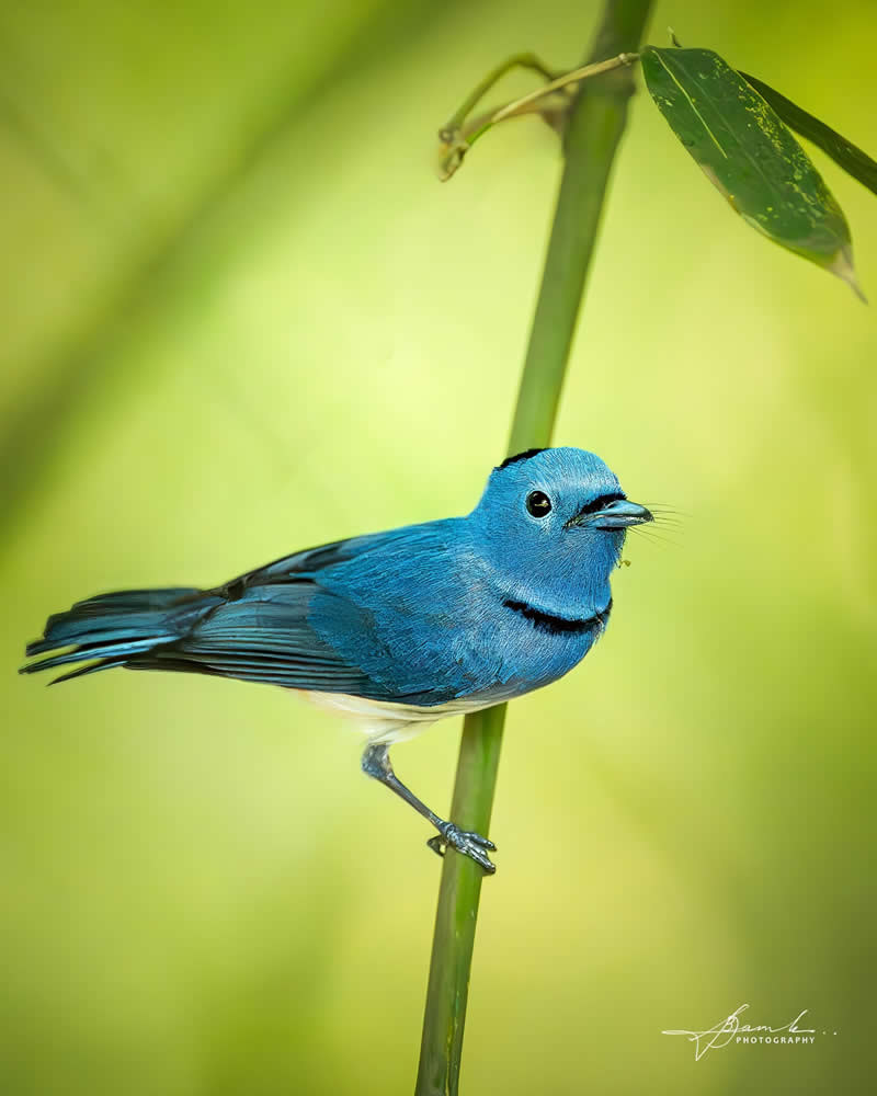 Indian Bird Photography by Biswajit Basak