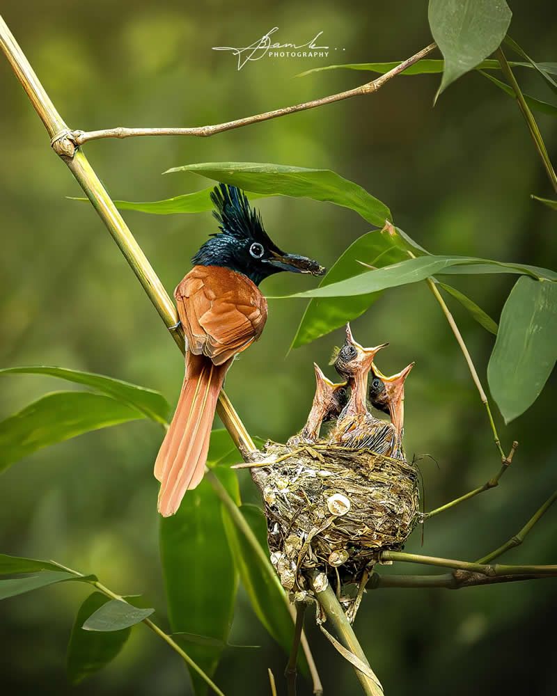 Indian Bird Photography by Biswajit Basak