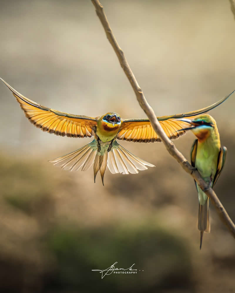 Indian Bird Photography by Biswajit Basak