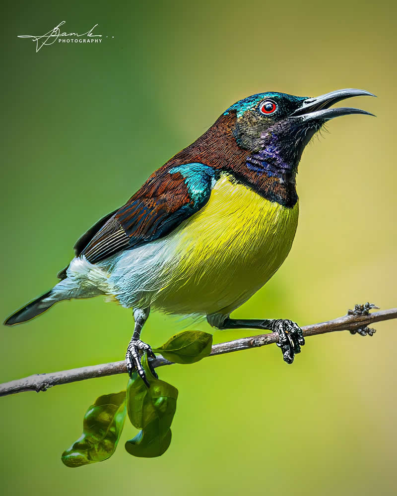 Indian Bird Photography by Biswajit Basak