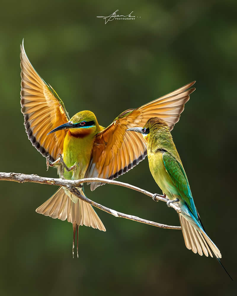 Indian Bird Photography by Biswajit Basak