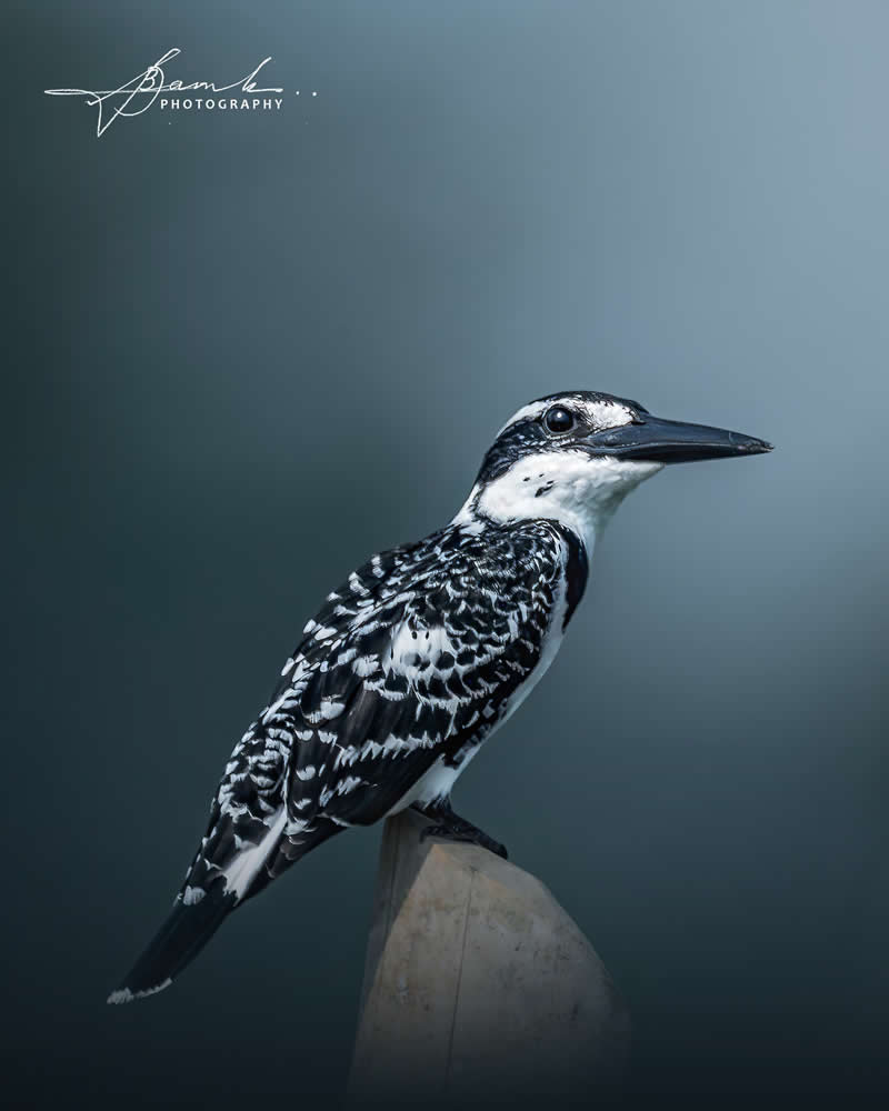 Indian Bird Photography by Biswajit Basak