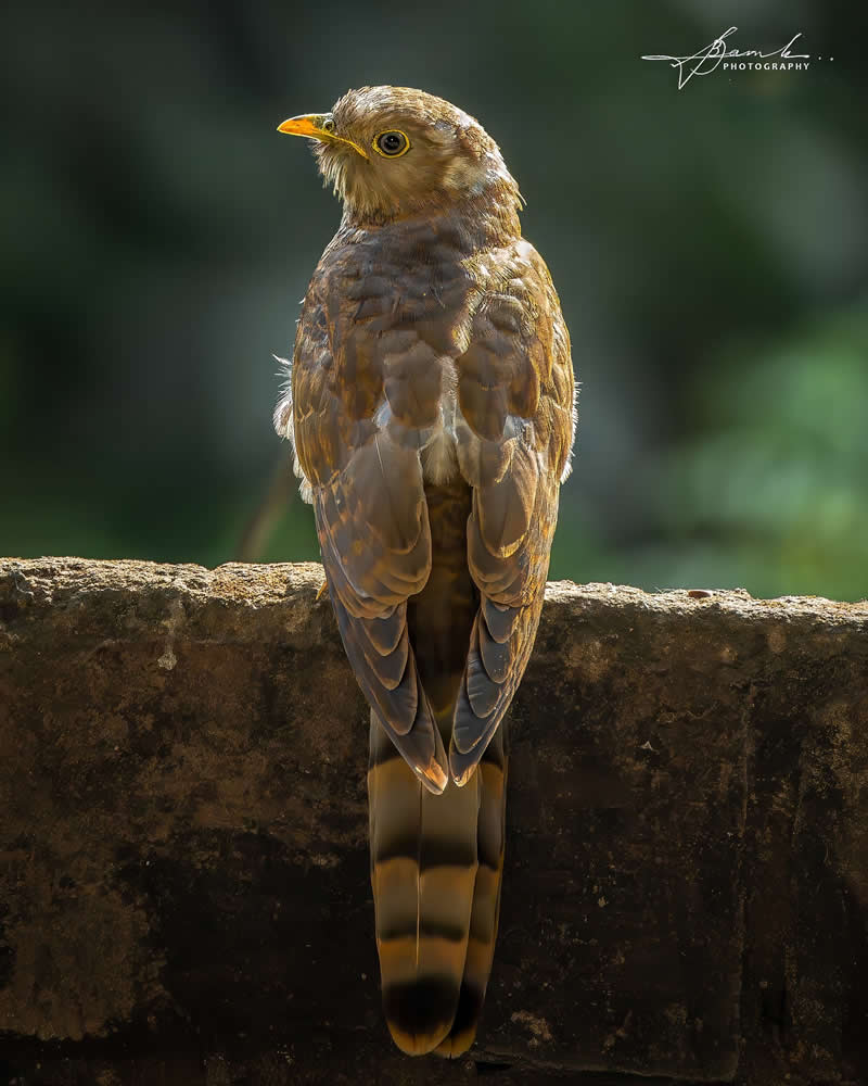 Indian Bird Photography by Biswajit Basak