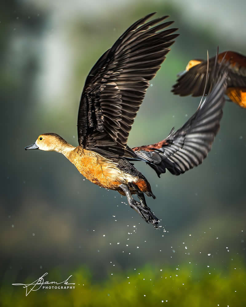 Indian Bird Photography by Biswajit Basak