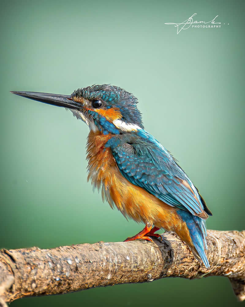 Indian Bird Photography by Biswajit Basak