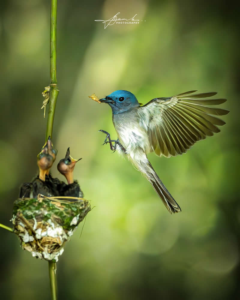 Indian Bird Photography by Biswajit Basak