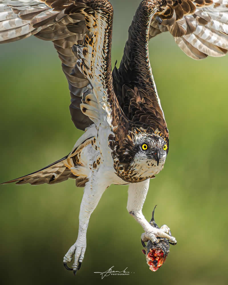 Indian Bird Photography by Biswajit Basak
