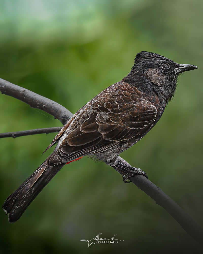 Indian Bird Photography by Biswajit Basak