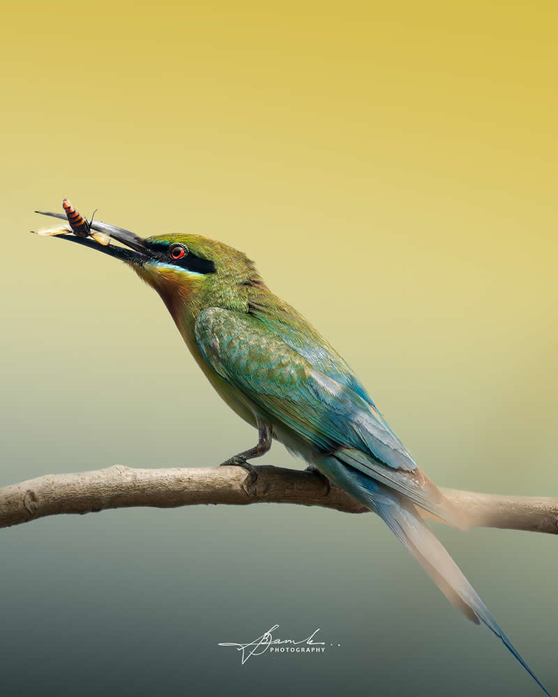 Indian Bird Photography by Biswajit Basak