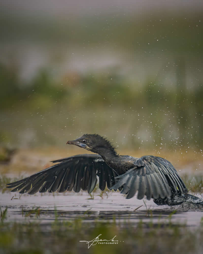 Indian Bird Photography by Biswajit Basak