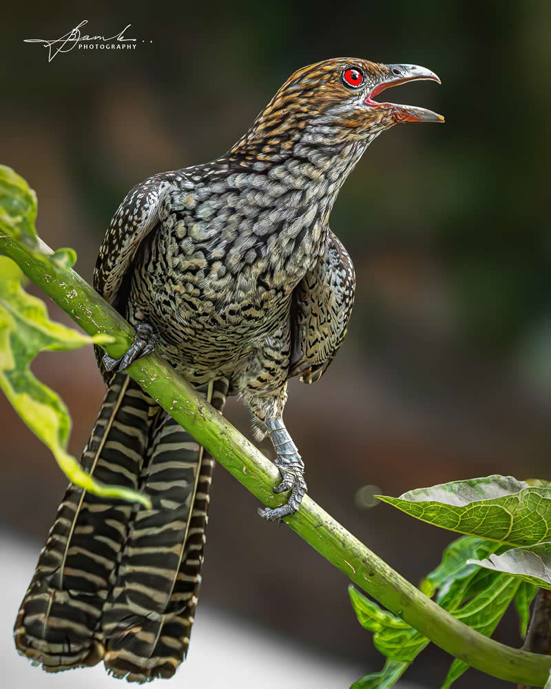 Indian Bird Photography by Biswajit Basak