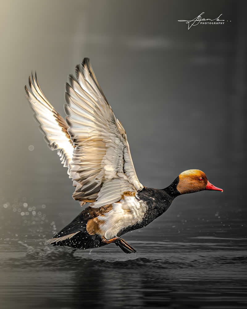 Indian Bird Photography by Biswajit Basak