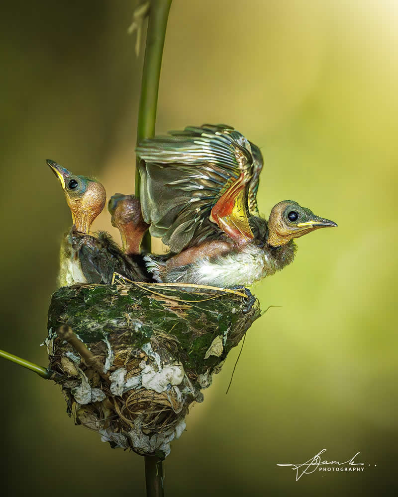 Indian Bird Photography by Biswajit Basak