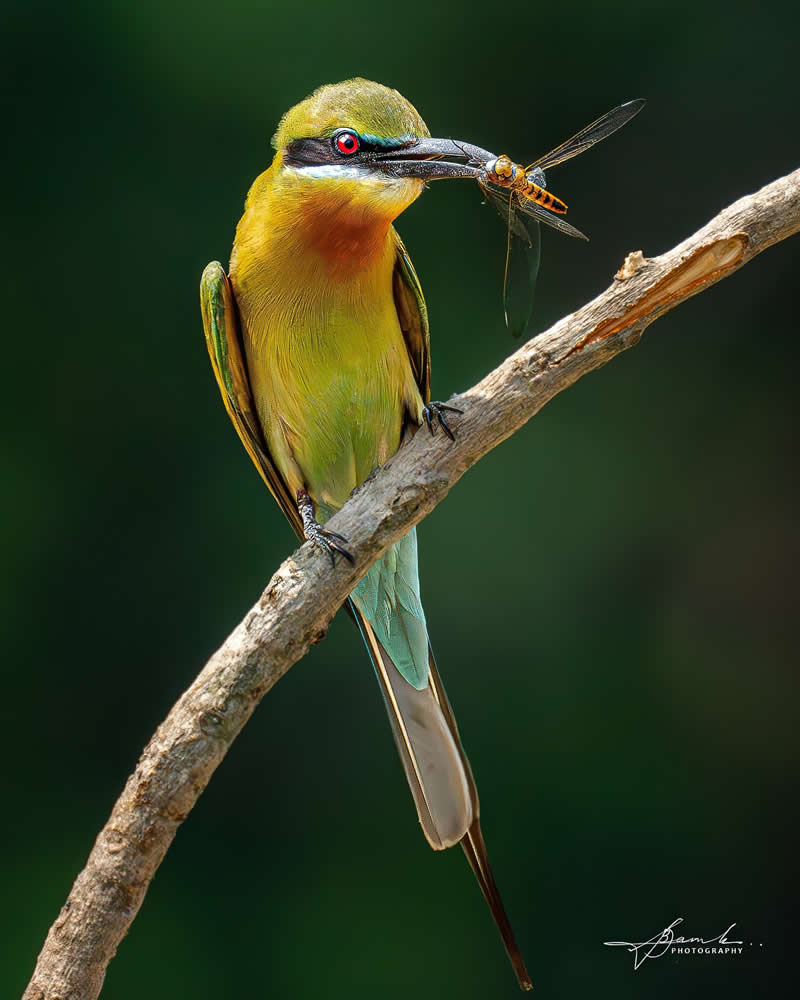 Indian Bird Photography by Biswajit Basak