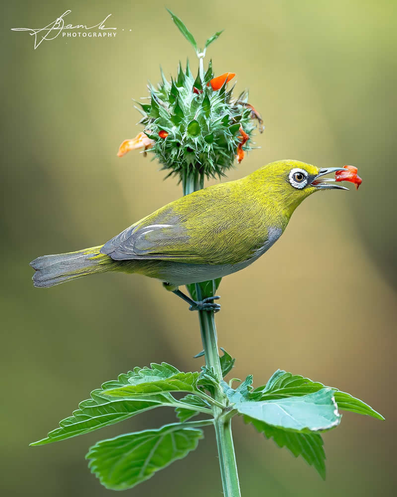 Indian Bird Photography by Biswajit Basak