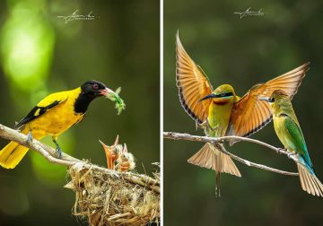 Indian Bird Photography by Biswajit Basak