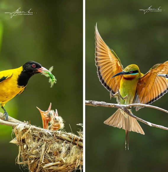 30 Extraordinary Bird Photos by Biswajit Basak Celebrating the Spirit of the Wild