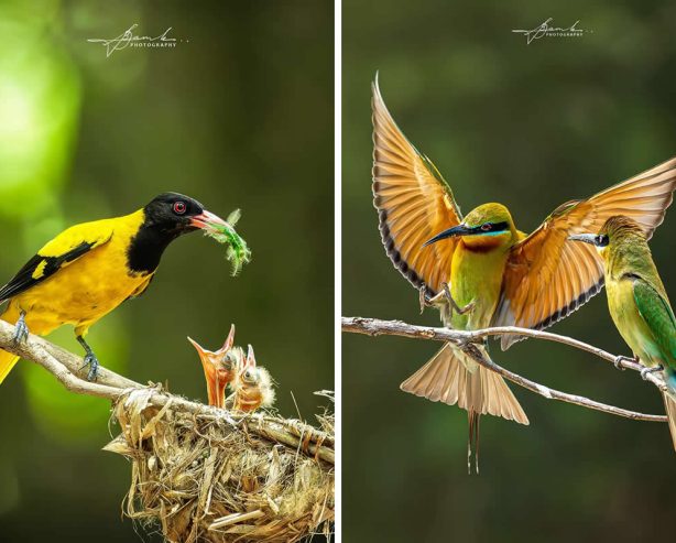30 Extraordinary Bird Photos by Biswajit Basak Celebrating the Spirit of the Wild