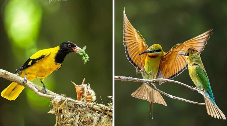 Indian Bird Photography by Biswajit Basak